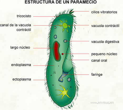 Paramecio (Diccionario visual)